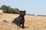 STAFFIE 002